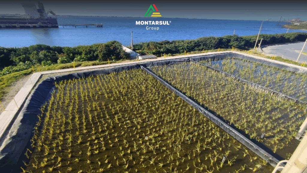 Jardim Filtrante Montarsul